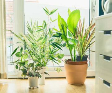 Grow Houseplants Organically